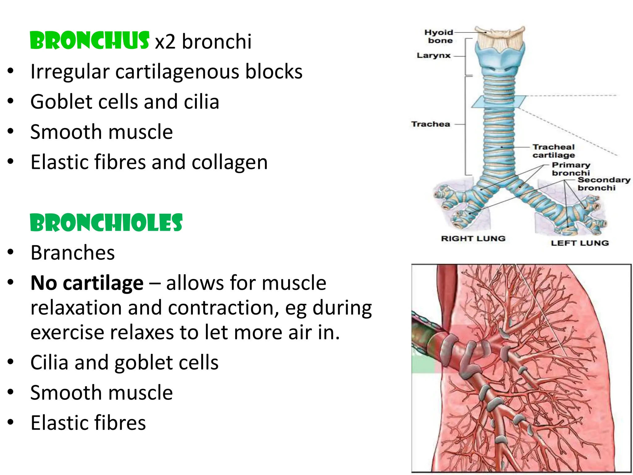 Bronchus x2 bronchi
&bull; Irregular cartilagenous blocks
&bull; Goblet cells and cilia
&bull; Smooth muscle
&bull; Elastic fibres and collagen
Bronchioles
&bull; Branches
&bull; No cartilage &ndash; allows for muscle
relaxation and contraction, eg during
exercise relaxes to let more air in.
&bull; Cilia and goblet cells
&bull; Smooth muscle
&bull; Elastic fibres
 