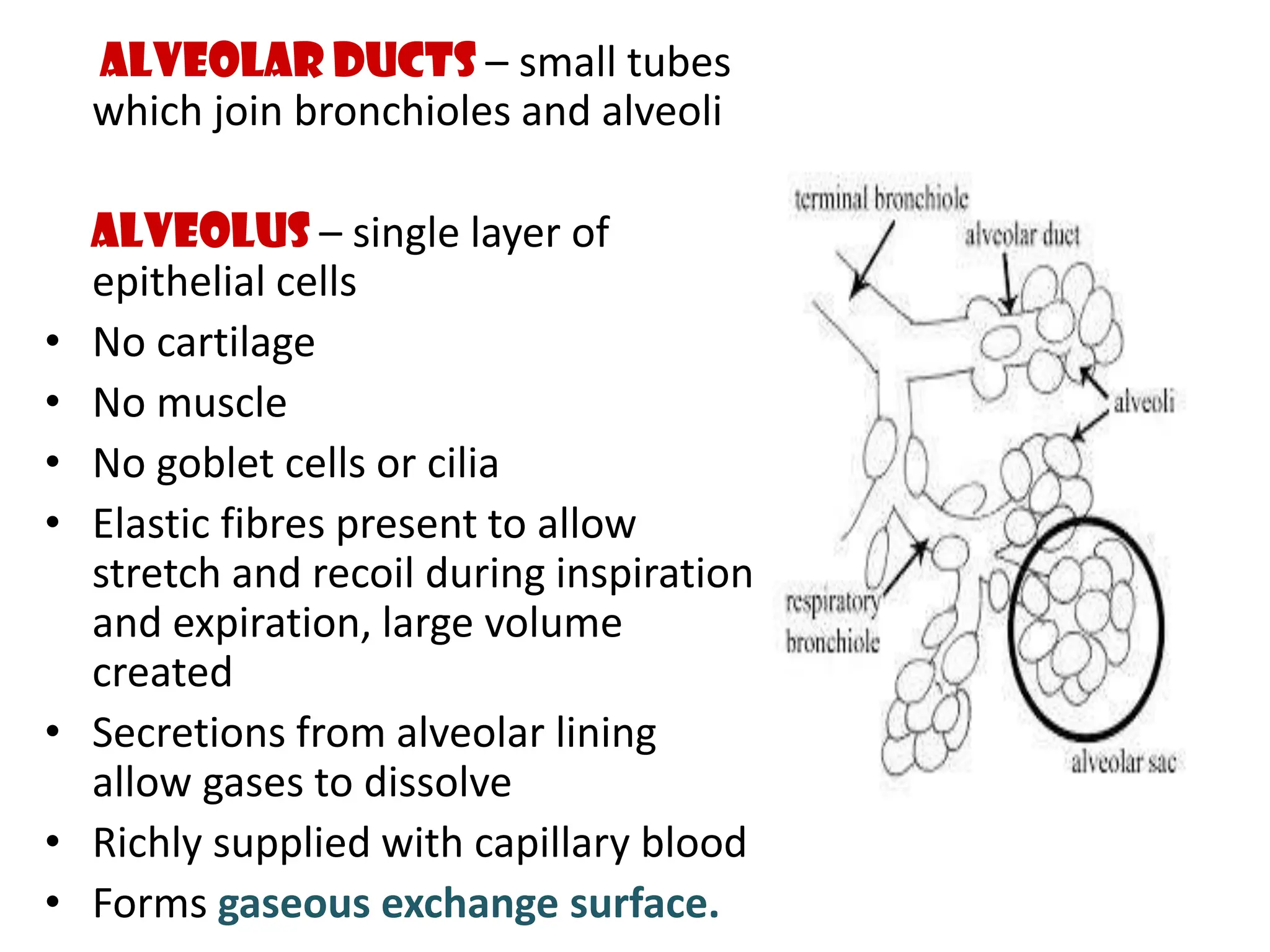 Alveolar ducts &ndash; small tubes
which join bronchioles and alveoli
Alveolus &ndash; single layer of
epithelial cells
&bull; No cartilage
&bull; No muscle
&bull; No goblet cells or cilia
&bull; Elastic fibres present to allow
stretch and recoil during inspiration
and expiration, large volume
created
&bull; Secretions from alveolar lining
allow gases to dissolve
&bull; Richly supplied with capillary blood
&bull; Forms gaseous exchange surface.
 