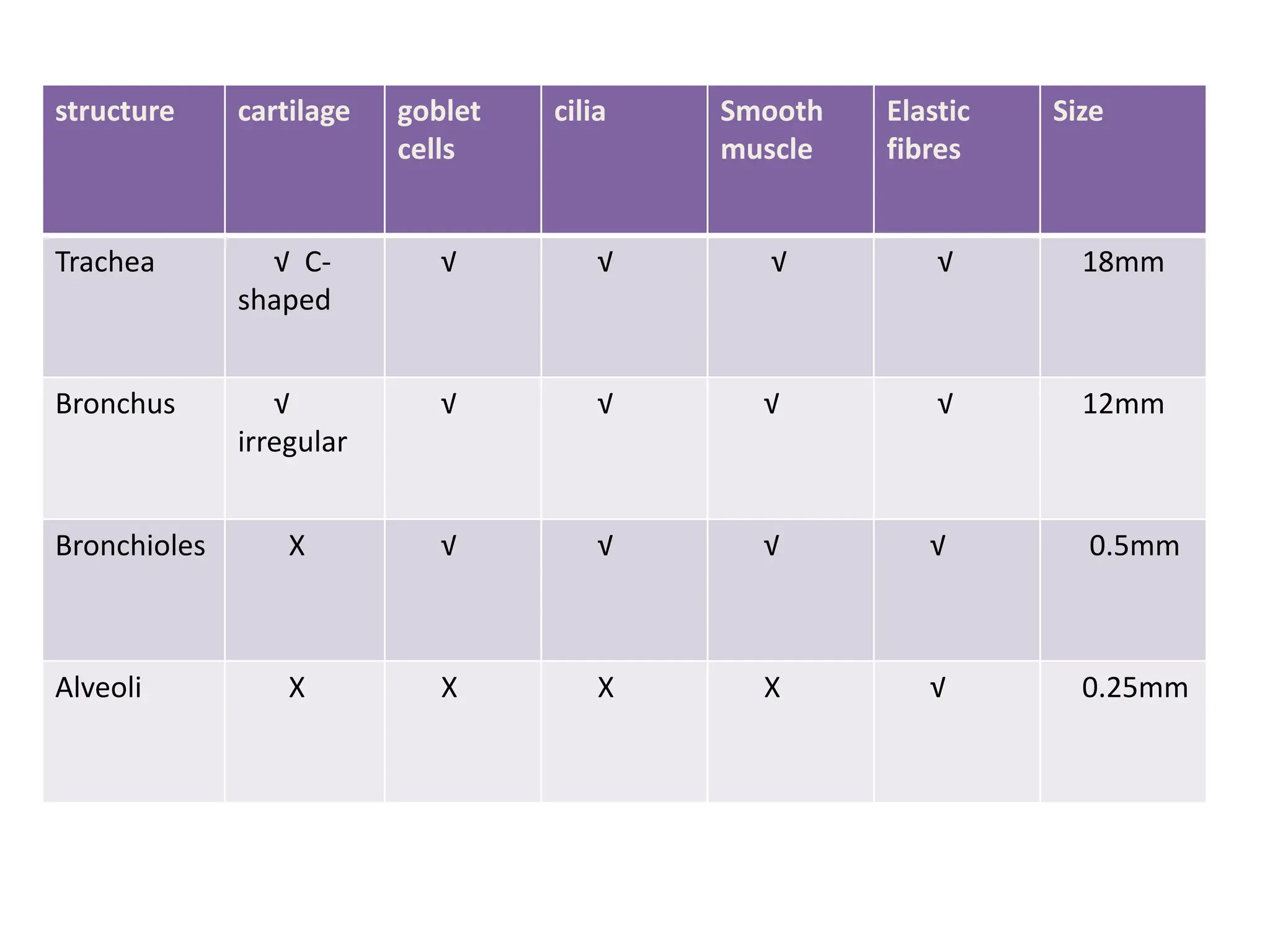 structure cartilage goblet
cells
cilia Smooth
muscle
Elastic
fibres
Size
Trachea &radic; C-
shaped
&radic; &radic; &radic; &radic; 18mm
Bronchus &radic;
irregular
&radic; &radic; &radic; &radic; 12mm
Bronchioles X &radic; &radic; &radic; &radic; 0.5mm
Alveoli X X X X &radic; 0.25mm
 