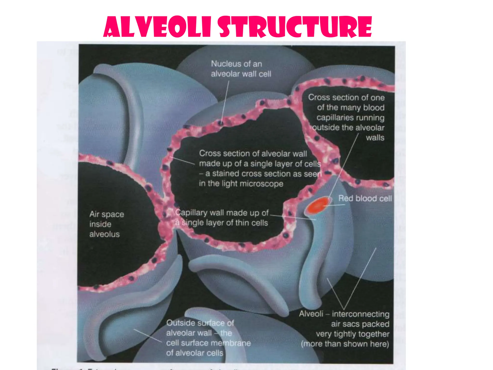 Alveoli structure
 