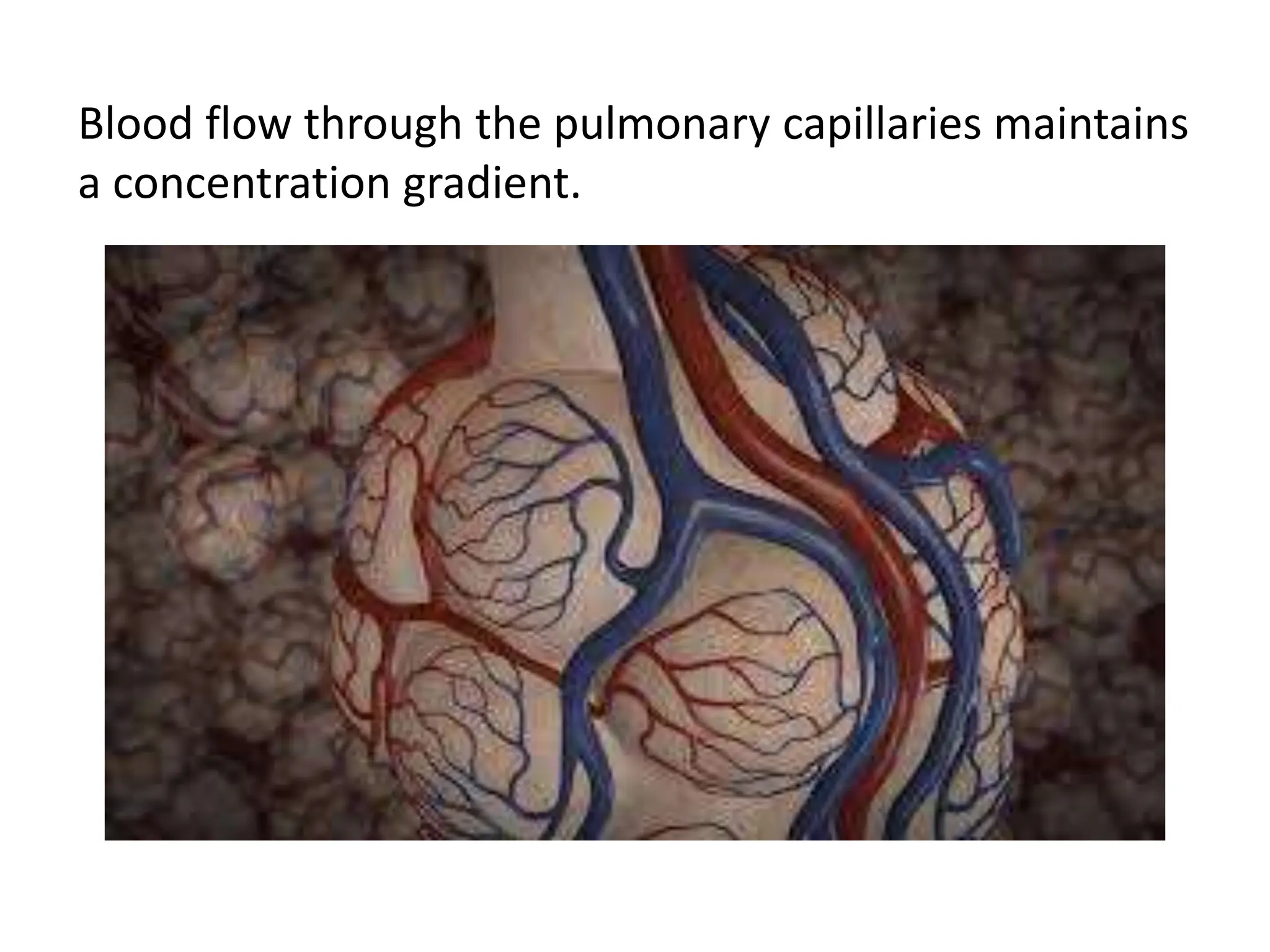 Blood flow through the pulmonary capillaries maintains
a concentration gradient.
 