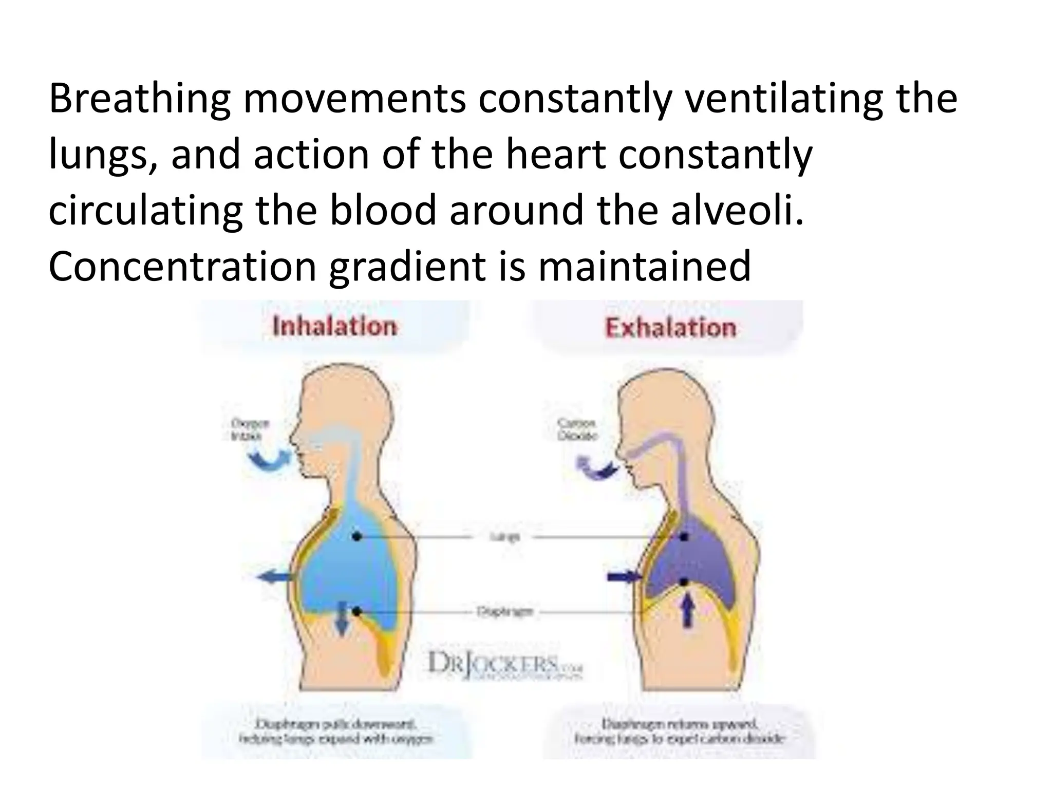 Breathing movements constantly ventilating the
lungs, and action of the heart constantly
circulating the blood around the alveoli.
Concentration gradient is maintained
 