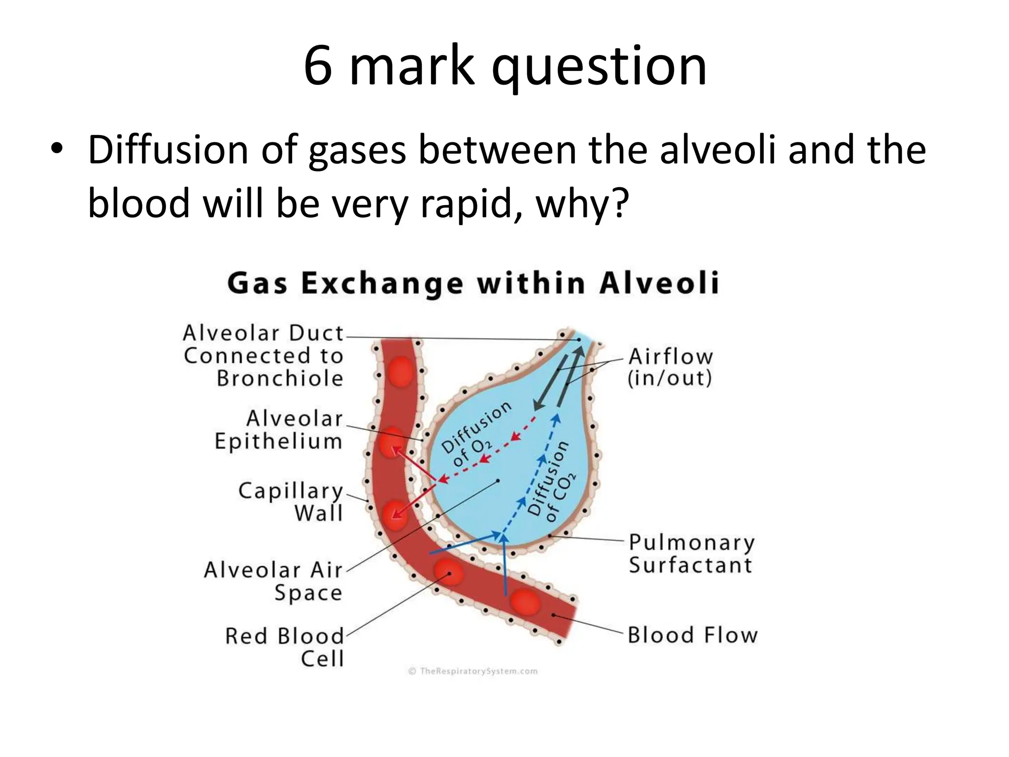 6 mark question
&bull; Diffusion of gases between the alveoli and the
blood will be very rapid, why?
 