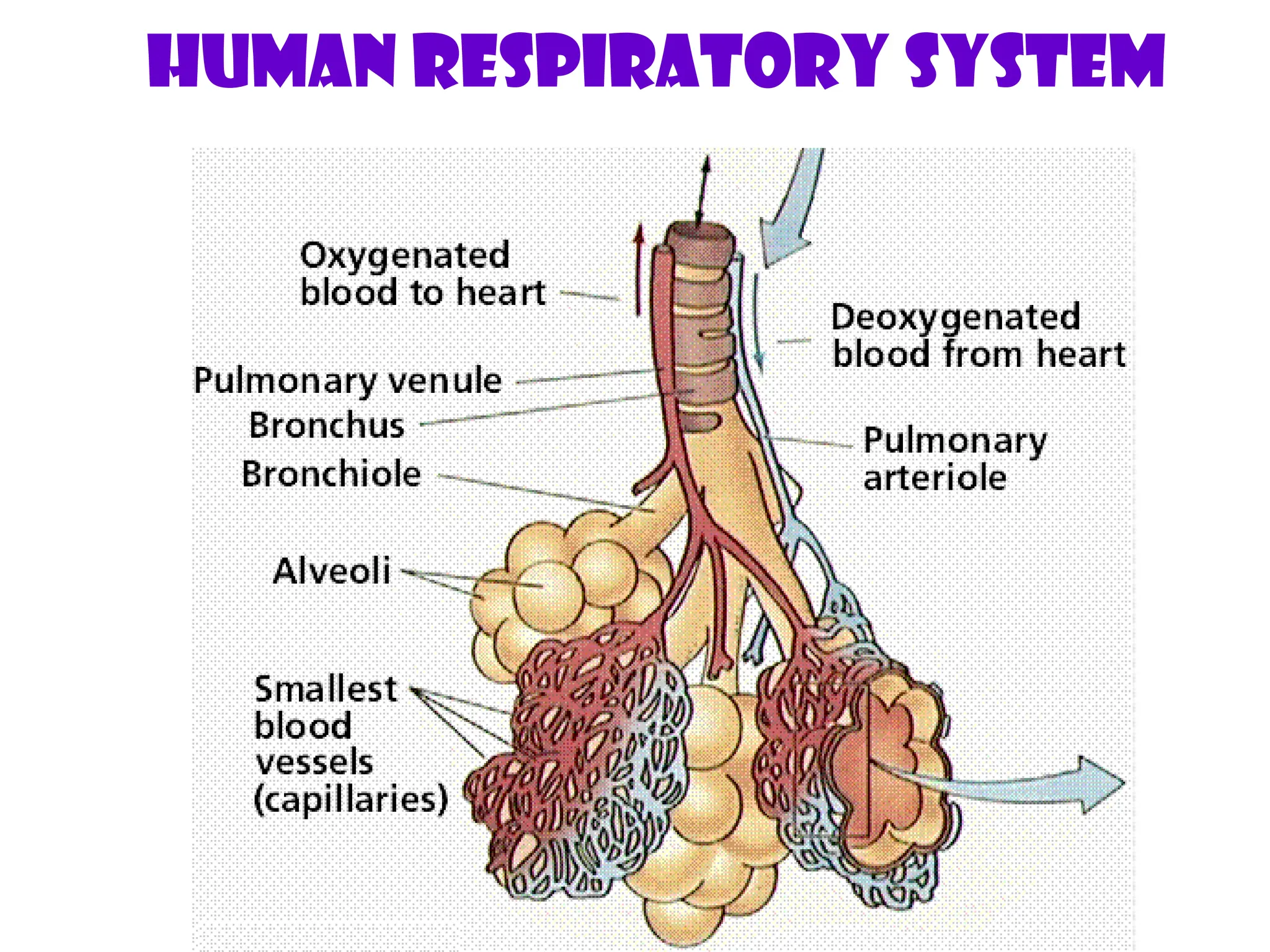 Human Respiratory System
 