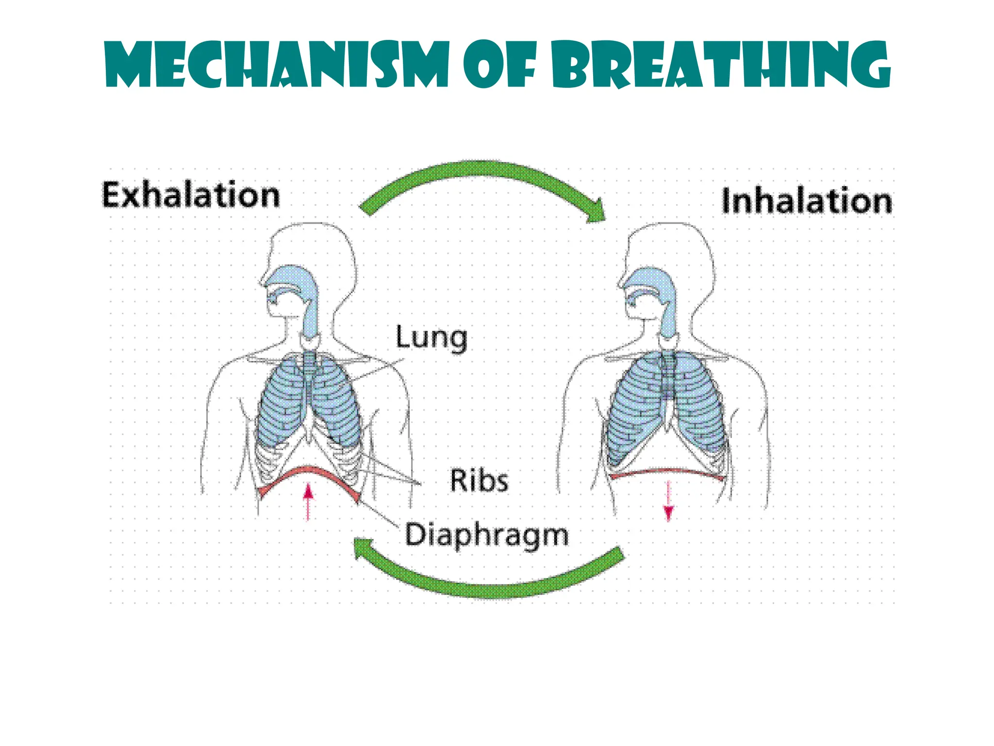 Mechanism of Breathing
 