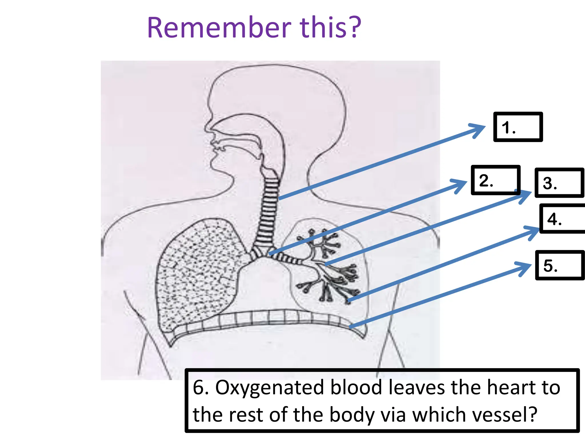 Remember this?
1.
2. 3.
4.
5.
6. Oxygenated blood leaves the heart to
the rest of the body via which vessel?
 