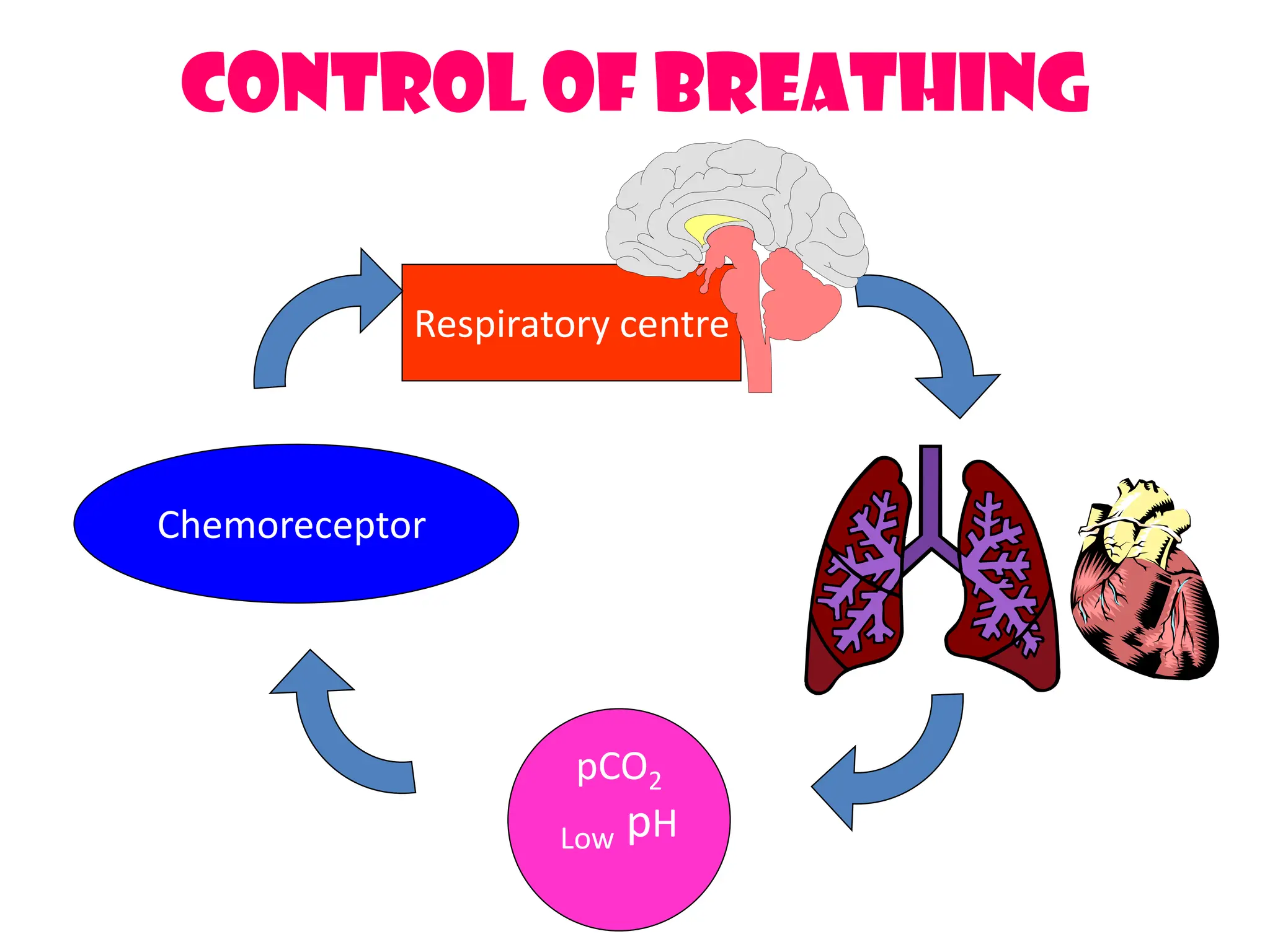 Control of Breathing
Respiratory centre
Chemoreceptor
pCO2
Low pH
 