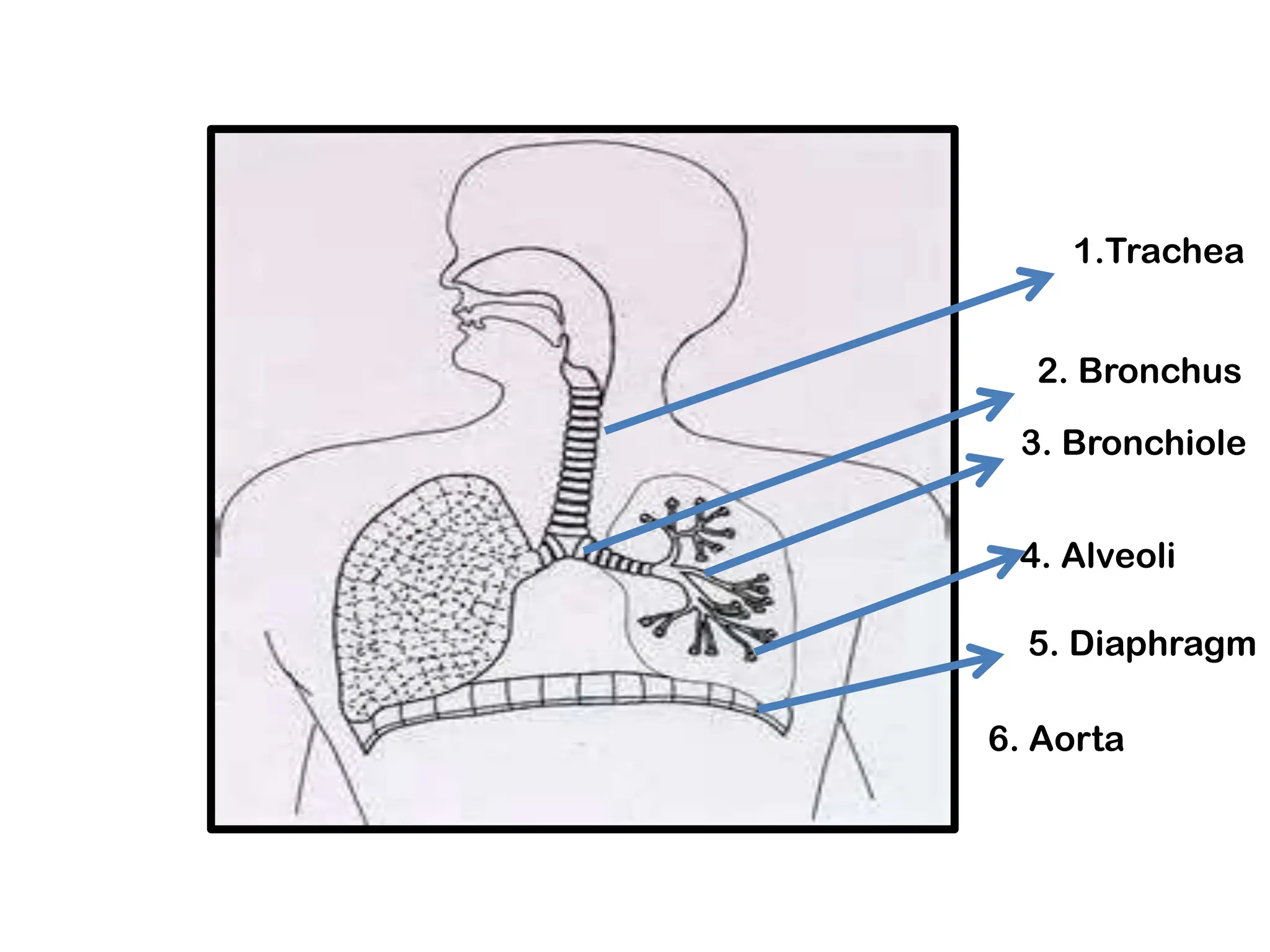 1.Trachea
2. Bronchus
3. Bronchiole
4. Alveoli
5. Diaphragm
6. Aorta
 