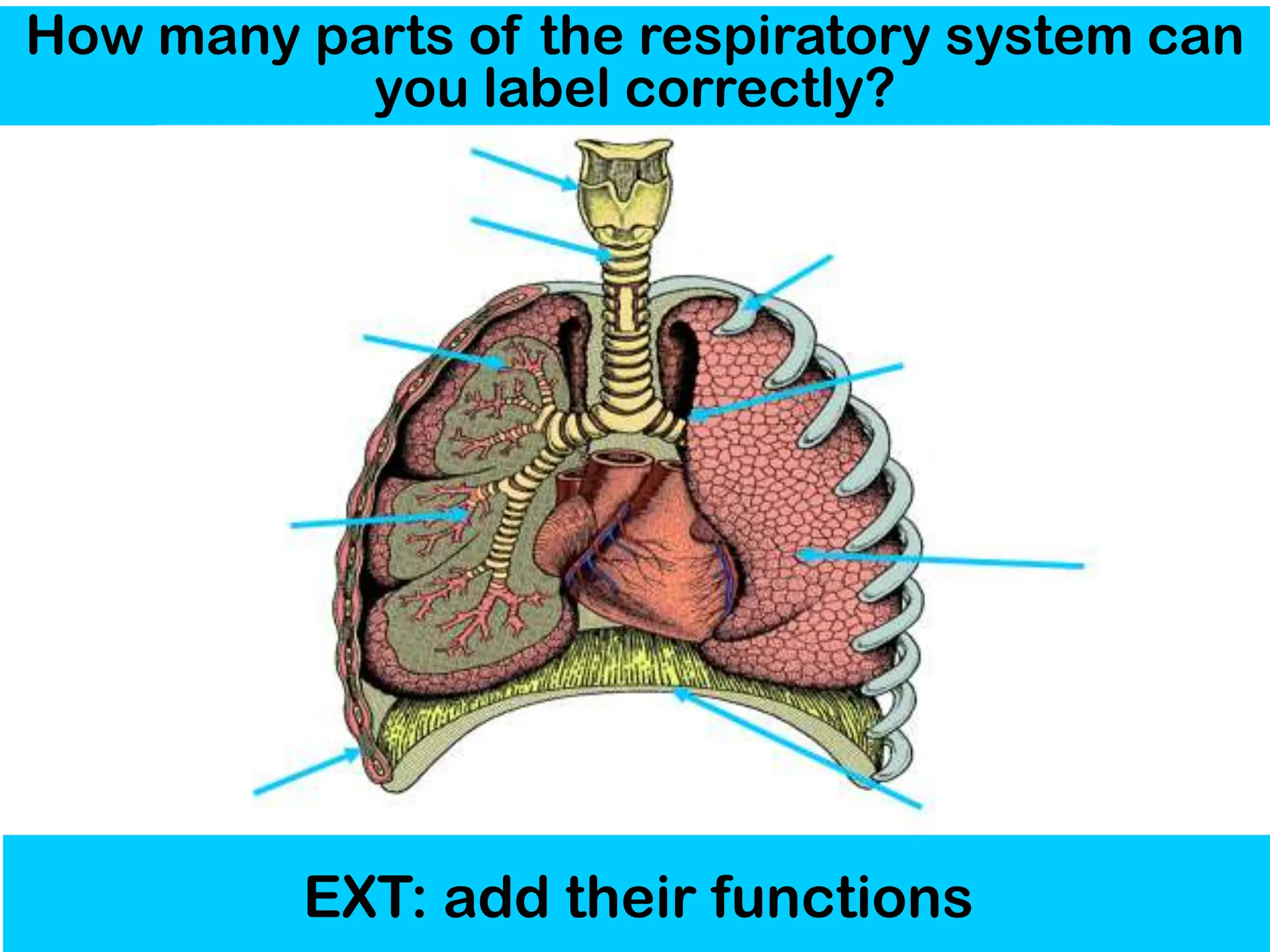 How many parts of the respiratory system can
you label correctly?
EXT: add their functions
 