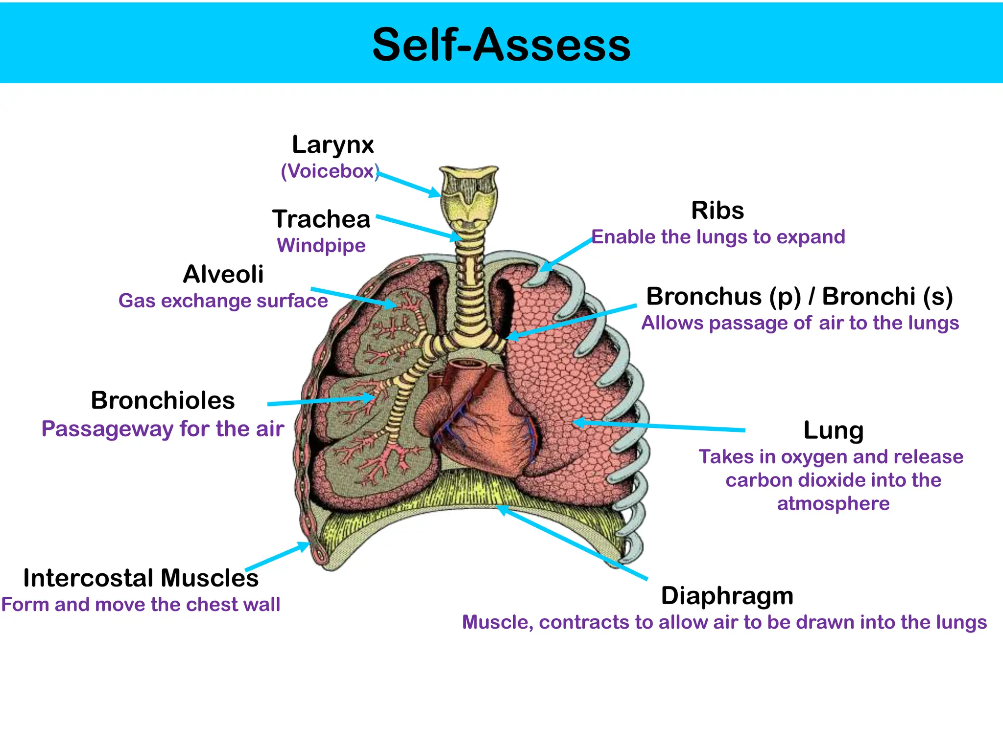 Trachea
Windpipe
Lung
Takes in oxygen and release
carbon dioxide into the
atmosphere
Diaphragm
Muscle, contracts to allow air to be drawn into the lungs
Ribs
Enable the lungs to expand
Alveoli
Gas exchange surface
Intercostal Muscles
Form and move the chest wall
Bronchus (p) / Bronchi (s)
Allows passage of air to the lungs
Bronchioles
Passageway for the air
Larynx
(Voicebox)
Self-Assess
 