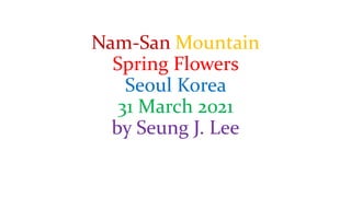 Nam-San Mountain
Spring Flowers
Seoul Korea
31 March 2021
by Seung J. Lee
 