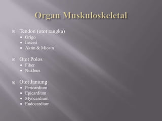 Organ MuskuloskeletalTendon (otot rangka)OrigoInsersiAktin & MiosinOtot PolosFiberNukleusOtot JantungPericardiumEpicardiumMyocardiumEndocardium
