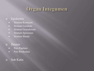Organ IntegumenEpidermisStratum KorneumStratum LusidumStratum GranulosumStratum SpinosumStratum BasaleDermisPars PapilarePars RetikulareSub Kutis