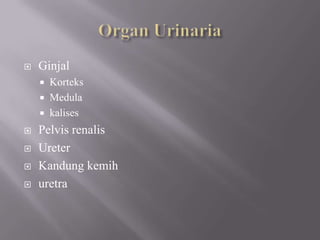 Organ UrinariaGinjalKorteksMedulakalisesPelvis renalisUreterKandungkemihuretra
