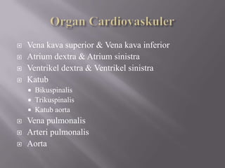 Organ CardiovaskulerVena kava superior & Vena kava inferiorAtrium dextra & Atrium sinistraVentrikeldextra & VentrikelsinistraKatubBikuspinalisTrikuspinalisKatub aortaVena pulmonalisArteripulmonalisAorta