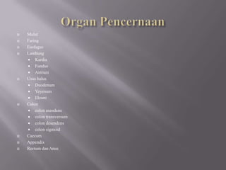 Organ PencernaanMulutFaringEsofagusLambungKardiaFundusAntrumUsushalusDuodenumYeyenumIlleumColoncolon asendenscolon transversumcolon desendenscolon sigmoidCaecumAppendixRectum dan Anus