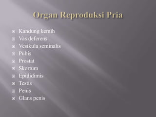 Organ ReproduksiPriaKandungkemihVas deferensVesikulaseminalisPubisProstatSkortumEpididimisTestisPenisGlans penis