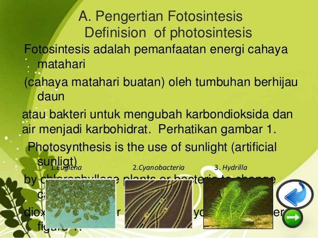 A.09.Annisaa Meyrizka.PPT FOTOSINTESIS