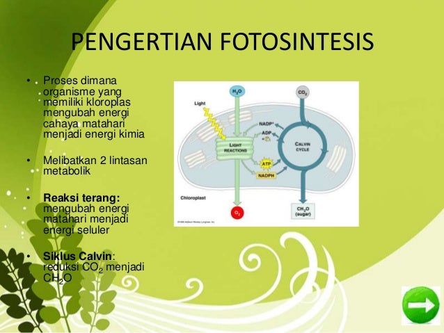 A 09 Annisaa Meyrizka PPT FOTOSINTESIS