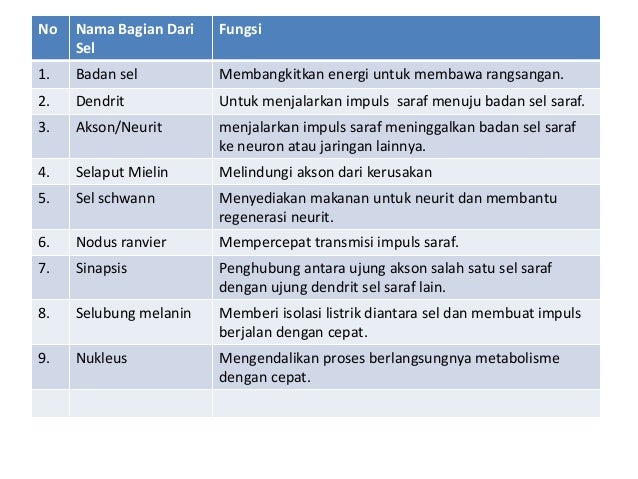 Sistem Saraf Pada Manusia Sistem Saraf Pada Manusia