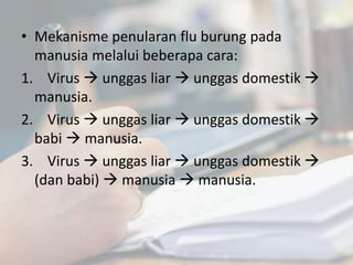 • Mekanisme penularan flu burung pada
manusia melalui beberapa cara:
1. Virus  unggas liar  unggas domestik 
manusia.
2. Virus  unggas liar  unggas domestik 
babi  manusia.
3. Virus  unggas liar  unggas domestik 
(dan babi)  manusia  manusia.
 
