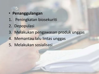 • Penanggulangan
1. Peningkatan biosekuriti
2. Depopulasi
3. Melakukan pengawasan produk unggas
4. Memantau lalu lintas unggas
5. Melakukan sosialisasi
 