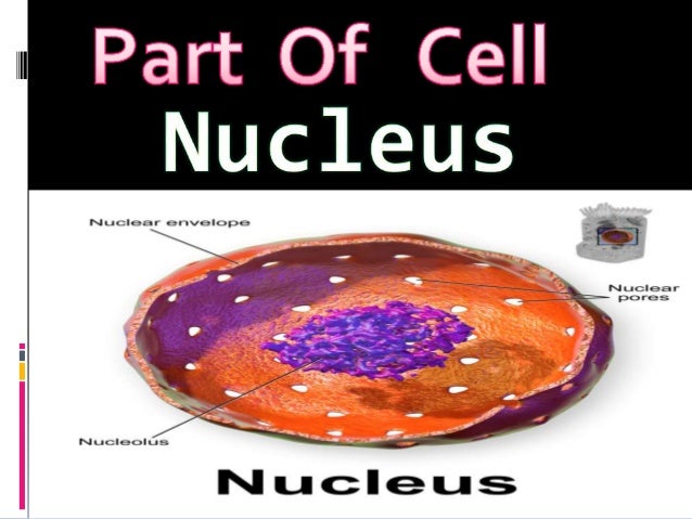 nucleus of cell.