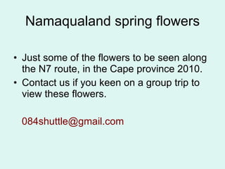 Namaqualand spring flowers ,[object Object],[object Object],[object Object]