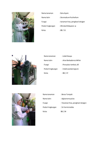 Nama tanaman : BuluAyam
Nama latin : DesmodiumPulchellum
Fungsi : tanaman hias,penghasil oksigen
Peduli lingkungan : DhindaHildayatul .w
Kelas : 8B / 11
Nama tanaman : Lidah Buaya
Nama latin : Aloe BarbadensisMiller
Fungsi : Penyuburrambut,dll
Peduli lingkungan : Indahwardaningrum
Kelas : 8B / 17
Nama tanaman : Beras Tumpah
Nama latin : Aglaonemapicta
Fungsi : Tanaman hias,penghasil oksigen
Peduli lingkungan : Sri herminiatika
Kelas 8B / 34
 