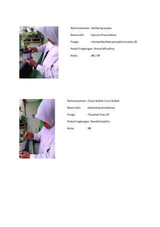 Nama tanaman : Sambungnyawa
Nama latin : Gynura Procumbens
Fungsi : menyembuhkanpenyakitsinusitis,dll
Peduli lingkungan:Aninafaftaafina
Kelas : 8B / 04
Nama tanaman : Cocor bebek /suru bebek
Nama latin : kalanchoe pinnatasyn
Fungsi : Tanaman hias,dll
Peduli lingkungan:Nandafaradilla
Kelas : 8B
 