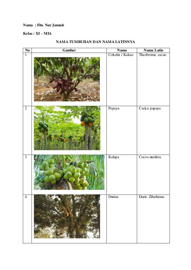  Nama tumbuhan  dan latinnya
