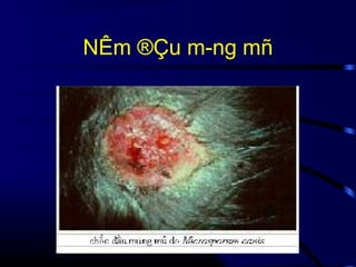 NÊm ®Çu m­ng mñ

 