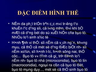 ĐẶC ĐIỂM HÌNH THỂ
• NÊm da ph¸t triÓn trªn c¸c m«i tr­êng t¹o
khuÈn l¹c d¹ng sîi, cã l«ng mÞn, ®«i khi bÒ
mÆt cã d¹ng bét do sù xuÊt hiÖn cña bµo tö.
NhiÒu lo¹i sinh s¾c tè
• H×nh ¶nh vi thÓ: sîi nÊm cã v¸ch ng¨n, kh«ng
mµu, cã thÓ cã mét sè d¹ng ®Æc biÖt nh­ sîi
nÊm xo¾n, sîi h×nh l­îc, h×nh sõng nai, thÓ
côc... Bµo tö v« tÝnh cã gi¸ trÞ ®Þnh lo¹i
nÊm nh­ bµo tö nhá (microconidia), bµo tö lín
(macroconidia), ngoµi ra cßn cã bµo tö ®èt,
bµo tö mµng dµy..., mét sè cã thÓ sinh bµo tö

 