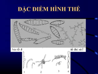 ĐẶC ĐIỂM HÌNH THỂ

 