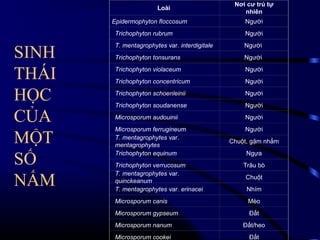 Loài
Epidermophyton floccosum

Nơi cư trú tự
nhiên
Người

Trichophyton rubrum

SINH
THÁI
HỌC
CỦA
MỘT
SỐ
NẤM

Người

T. mentagrophytes var. interdigitale

Người

Trichophyton tonsurans

Người

Trichophyton violaceum

Người

Trichophyton concentricum

Người

Trichophyton schoenleinii

Người

Trichophyton soudanense

Người

Microsporum audouinii

Người

Microsporum ferrugineum
T. mentagrophytes var.
mentagrophytes
Trichophyton equinum

Người

Trichophyton verrucosum
T. mentagrophytes var.
quinckeanum
T. mentagrophytes var. erinacei

Chuột, gặm nhắm
Ngựa
Trâu bò
Chuột
Nhím

Microsporum canis

Mèo

Microsporum gypseum

Đất

Microsporum nanum

Đất/heo

Microsporum cookei

Đất

 