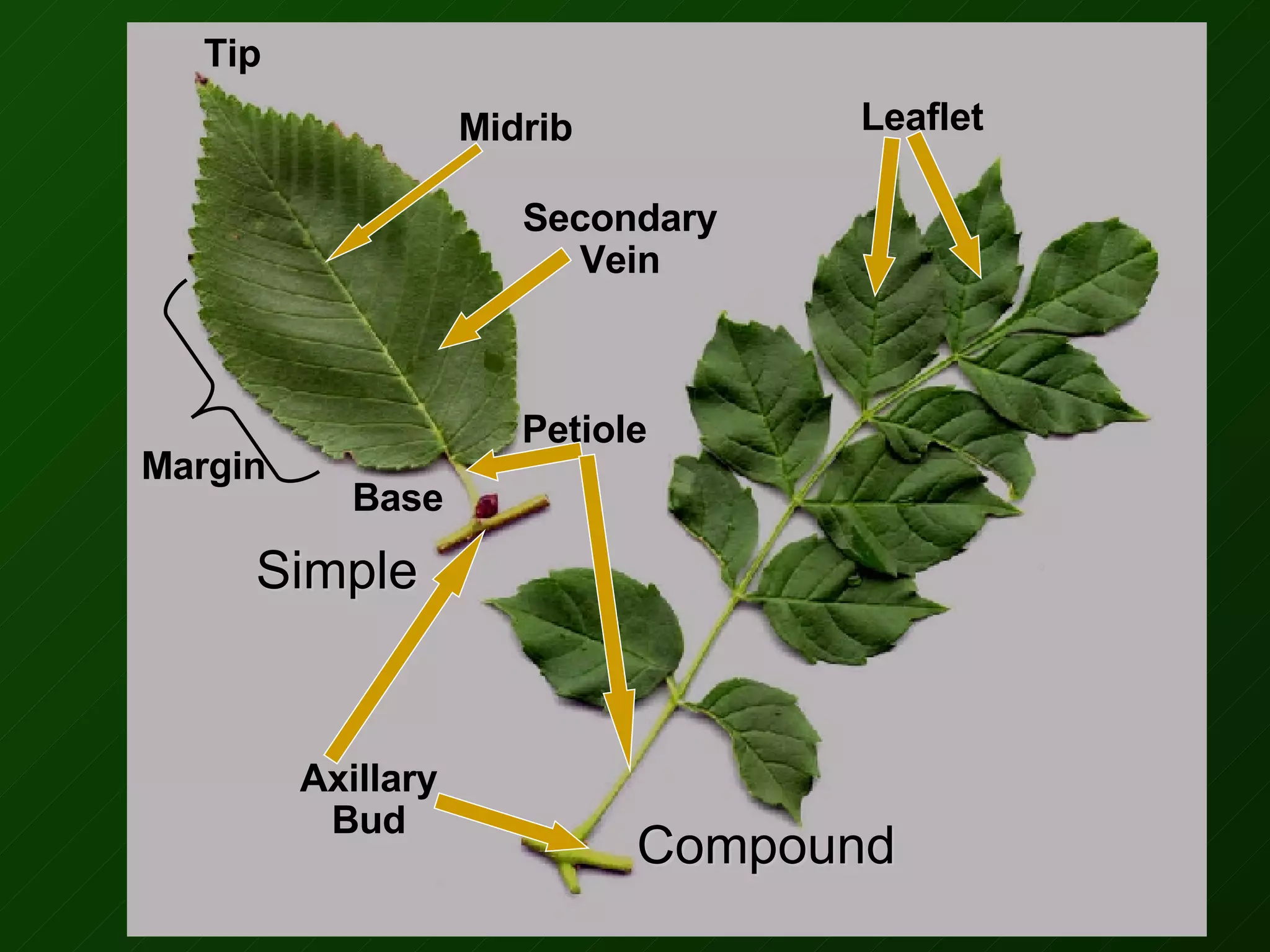 Name That Plant Part | PPT