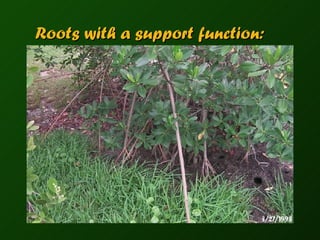 Roots with a support function: 