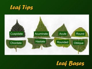 Name That Plant Part | PPT
