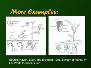 More Examples: Source: Raven, Evert, and Eichhorn. 1986. Biology of Plants. 4 th  Ed. Worth Publishers, Inc. 