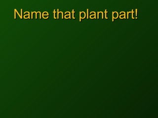 Name that plant part! 