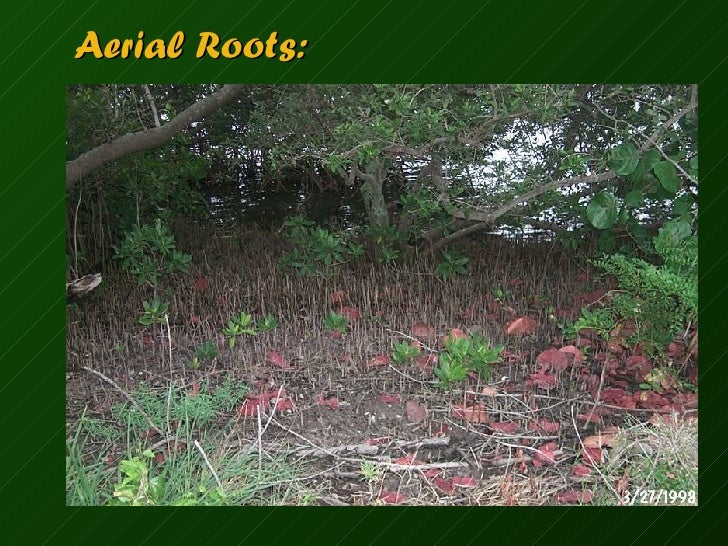 water absorb roots and how soil from minerals Part That Plant Name water absorb roots and how soil from minerals Part That Plant Name