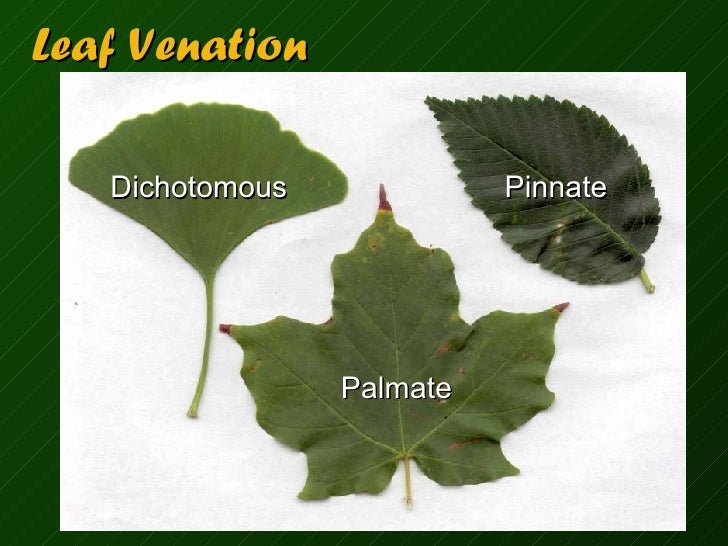 Name That Plant Part diagram of achene 