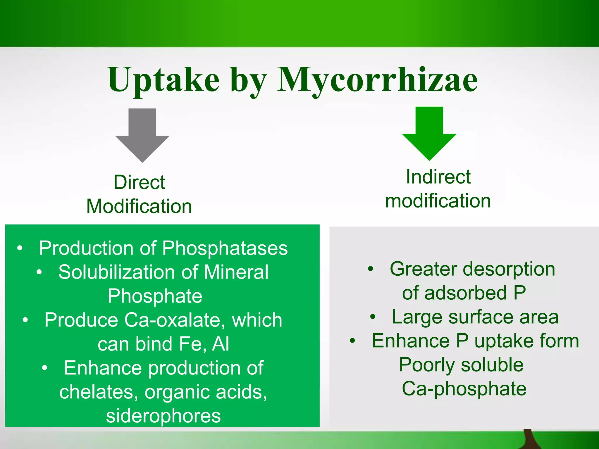 introduction to mycorrhizae and its role in P uptake | PPTX