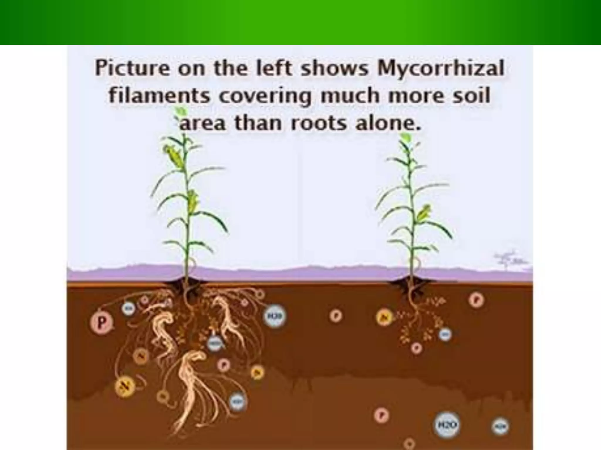 introduction to mycorrhizae and its role in P uptake | PPTX