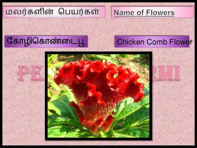 Name of Flowers in Tamil - Part III