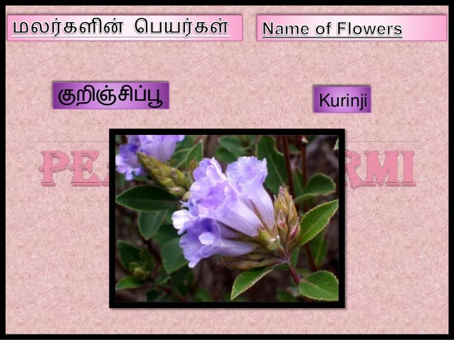 Name of Flowers in Tamil - Part III