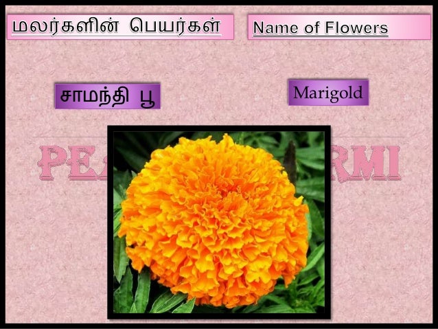 Name of Flowers in Tamil - Part III