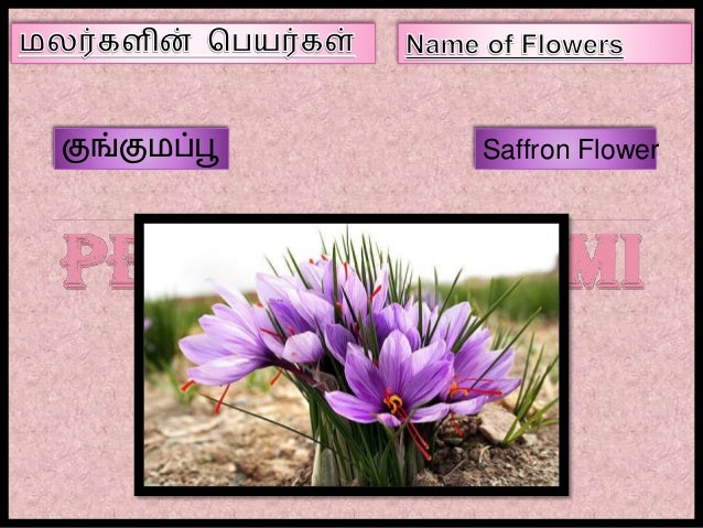 Name of Flowers in Tamil - Part III