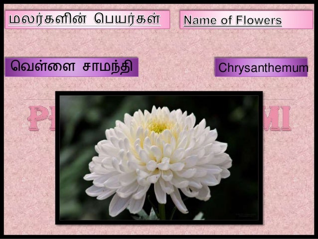 Name of Flowers in Tamil - Part III