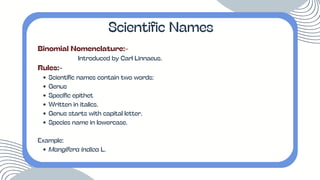 Binomial Nomenclature:-
Introduced by Carl Linnaeus.
Rules:-
Scientific names contain two words:
Genus
Specific epithet
Written in italics.
Genus starts with capital letter.
Species name in lowercase.
Example:
Mangifera indica L.
Scientific Names
 